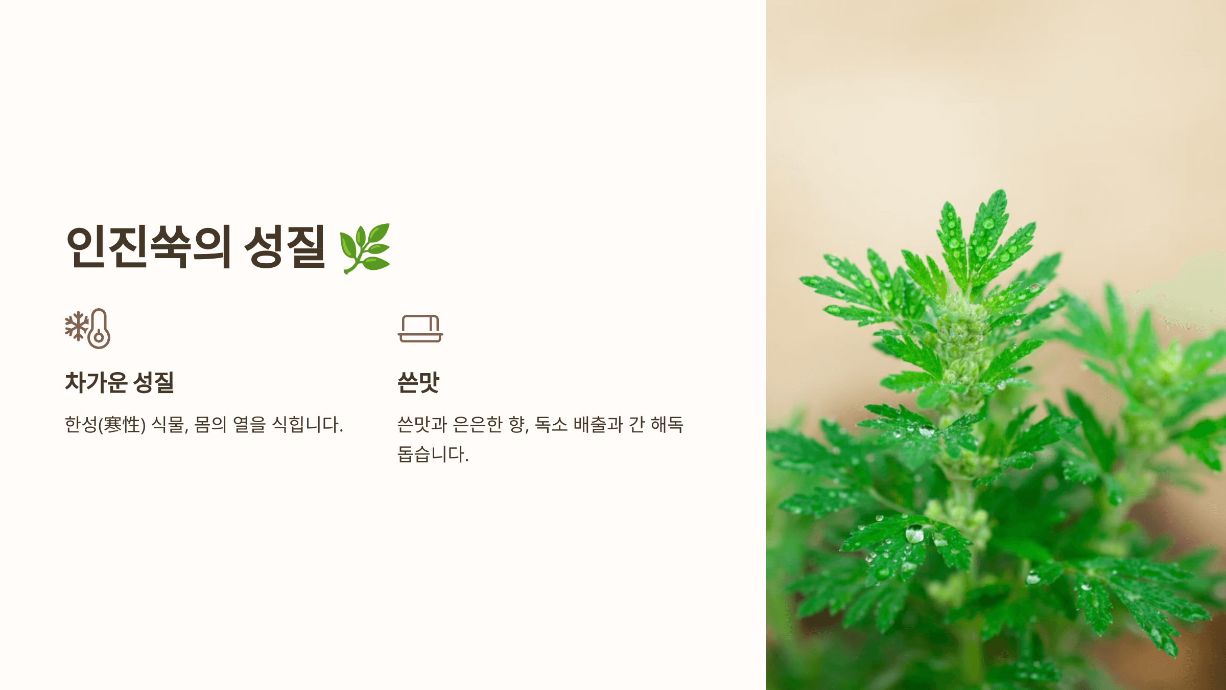 인진쑥 사진입니다.