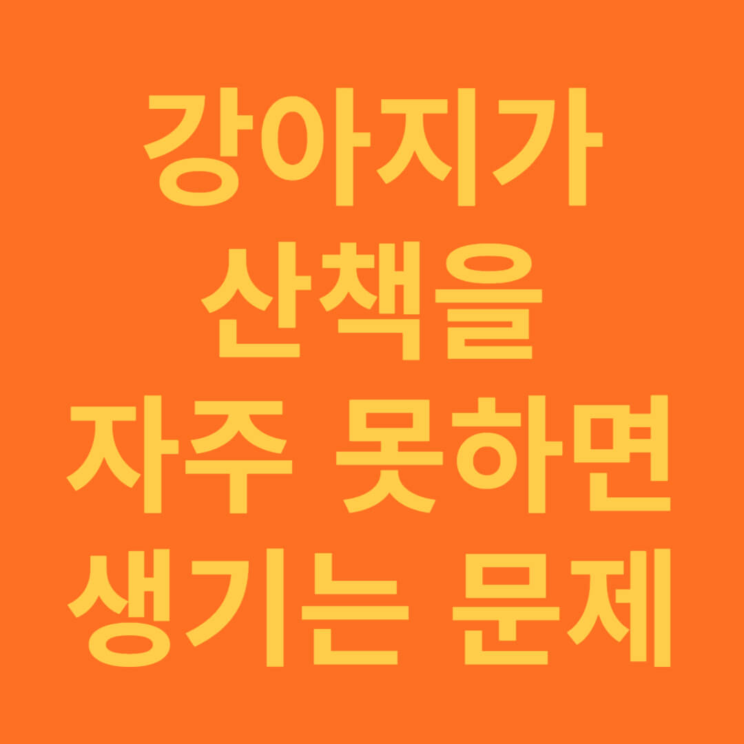 강아지가 산책을 못하면 생기는 문제와 예방법