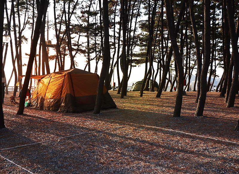 충청남도 태안군 몽산포 자동차야영장