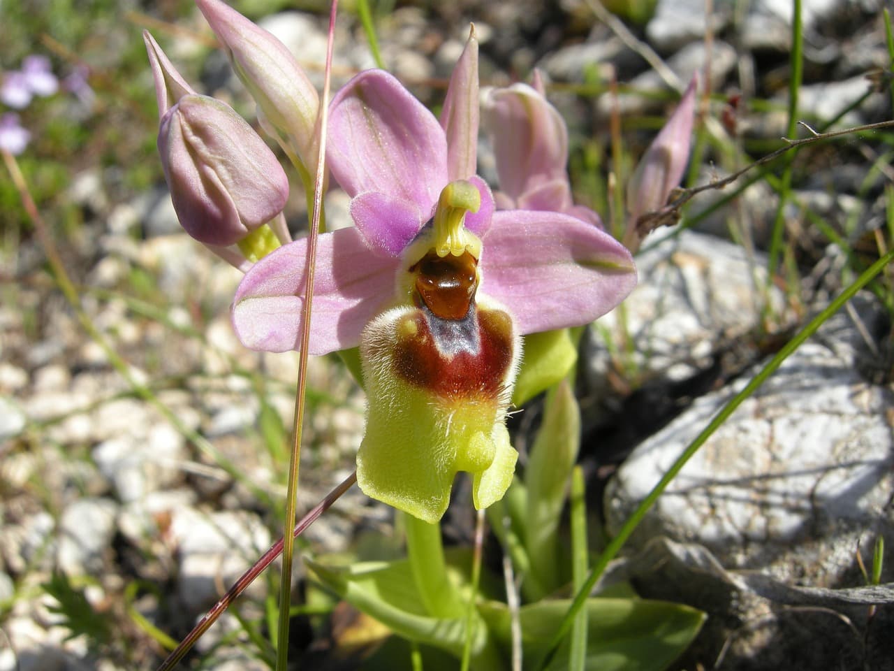 13편. 희귀 식물 키우기에서 흔히 하는 실수와 해결법
