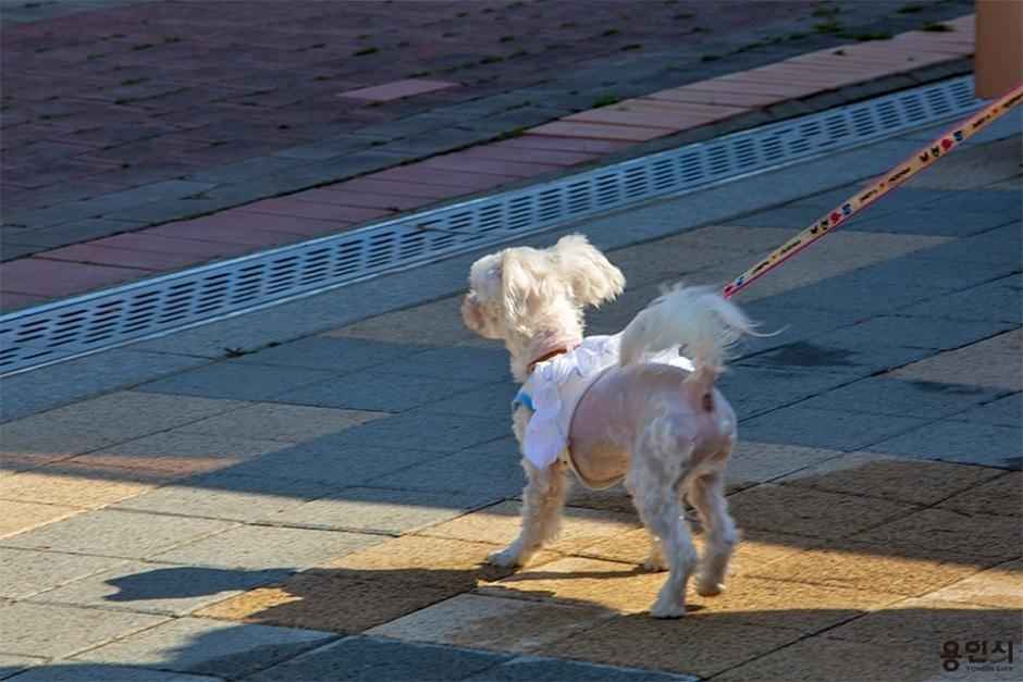 기흥호수공원 반려동물놀이터