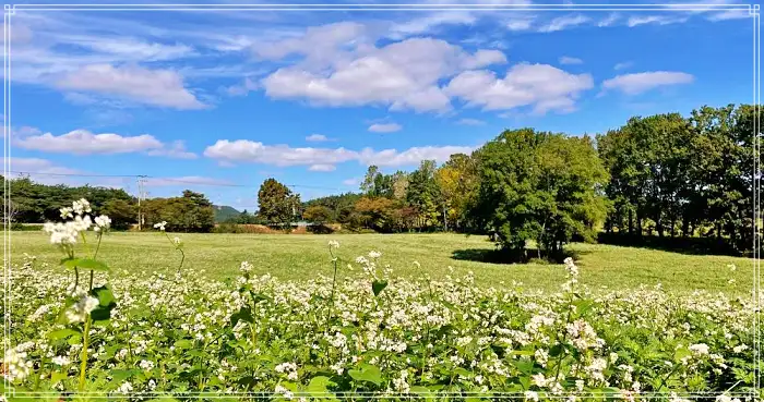 전북 고창 맛집 베이커리 디저트 새싹보리 크로아상