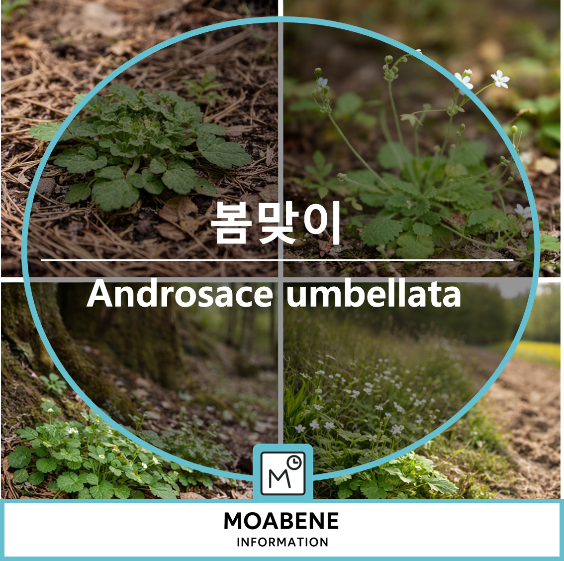 봄맞이(Androsace umbellata) 알아보기: 봄나물 채집부터 차로 즐기는 법까지