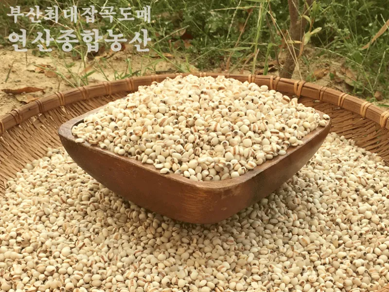 율무 재배 배수로 확보 여름 장마 대비 건조 수확_2