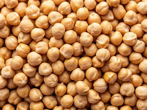 콩류 중의 하나인 병아리콩