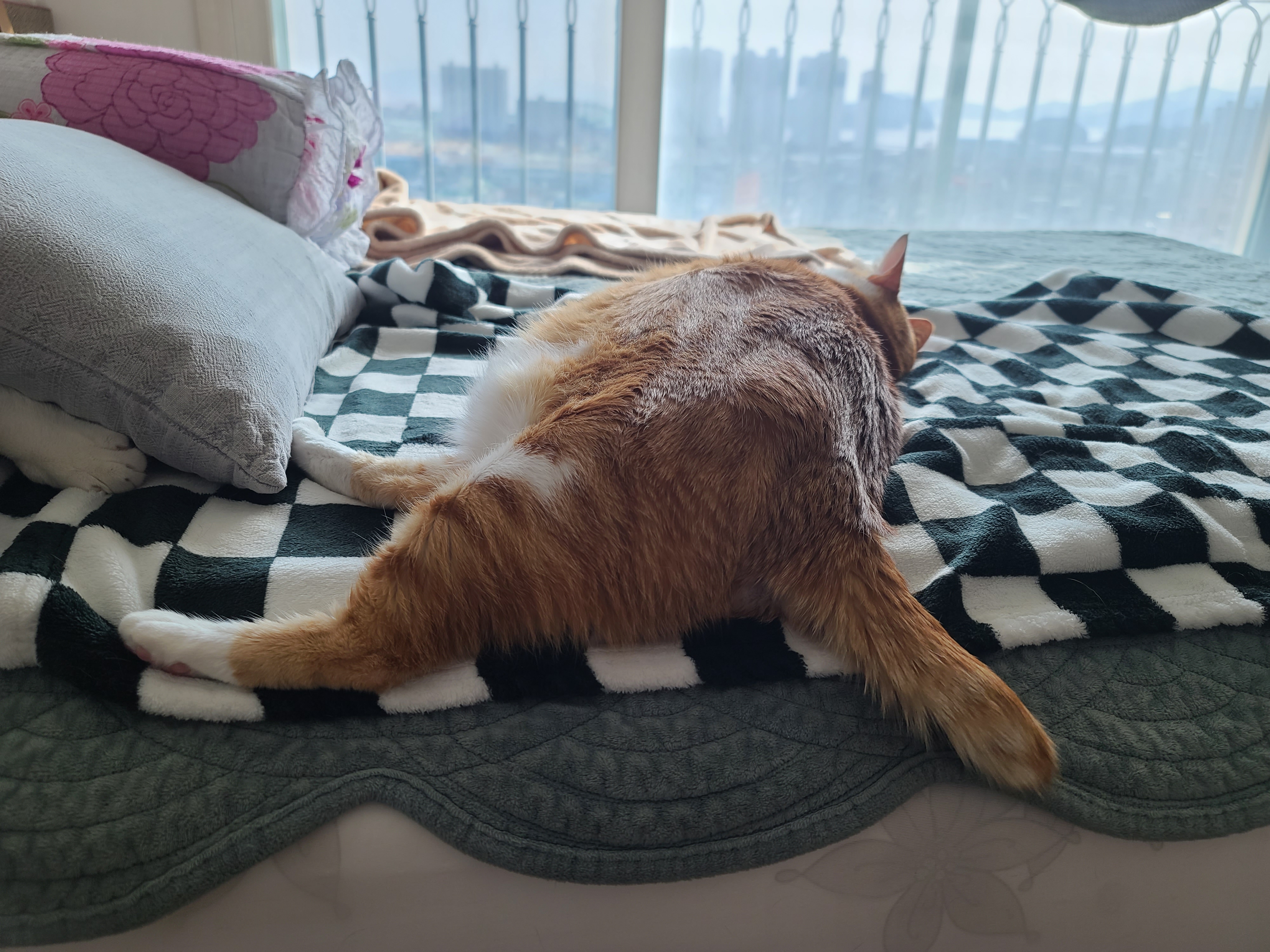 고양이들의 오늘 낮잠자는 포즈 (feat.내 다이슨 도대체 언제와?)