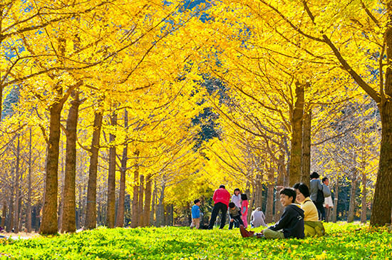 홍천 은행나무숲 (강원도)