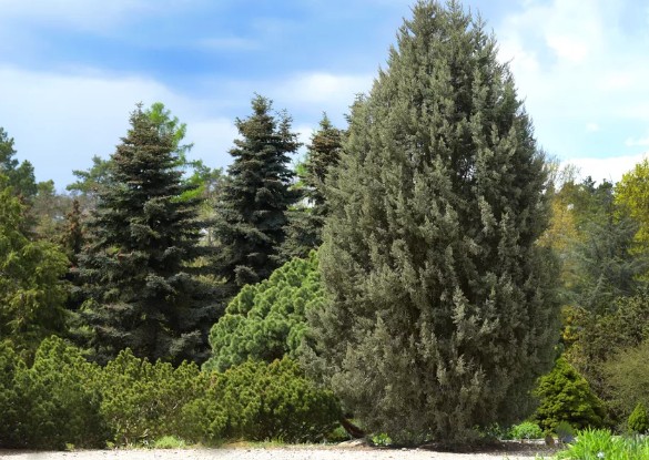 [식물키우기] 아리조나 사이프러스 키우기 관리법 - 물주기, 햇빛, 온도, 습도, 흙(토양), 비료