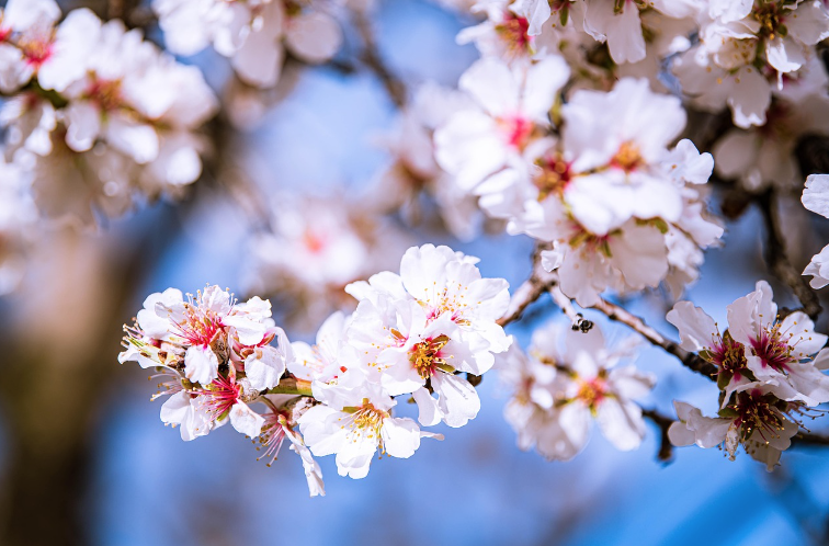 2025 고양 꽃박람회 고양 국제꽃박람회 사전예약 및 할인 총정리