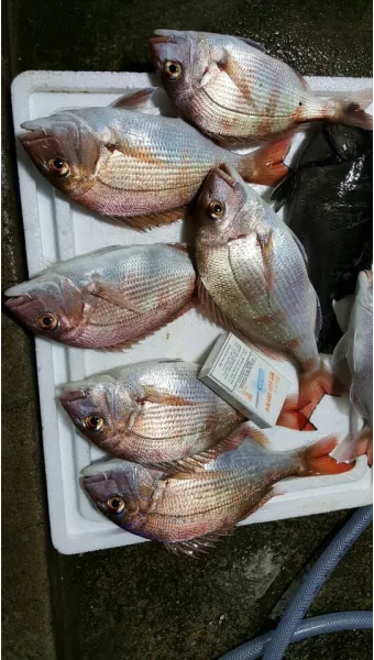 디낚 점주조황 인낚 부낚 어부지리 바다낚시_20