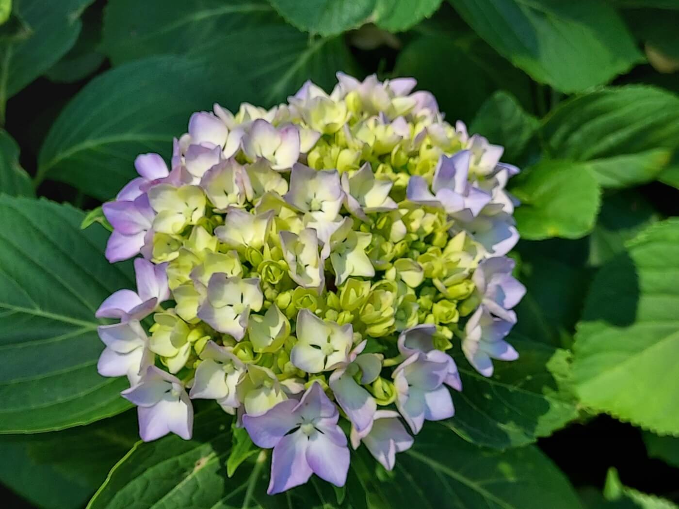 공주 계룡산 갑사 수국정원