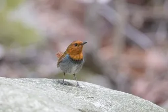 붉은가슴울새 영국 겨울 새 특징 매력 이미지_4