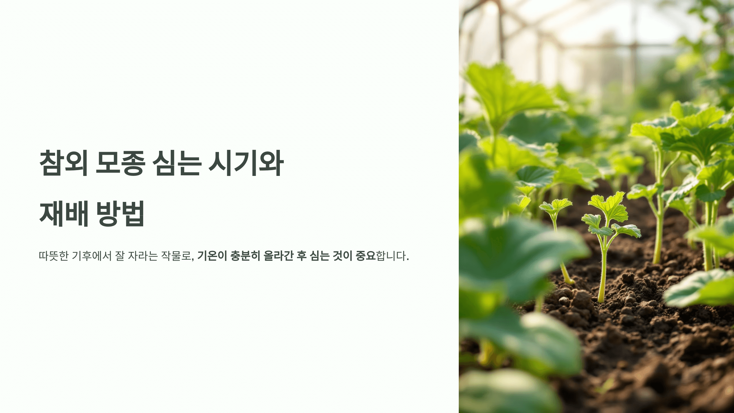 참외 사진입니다.