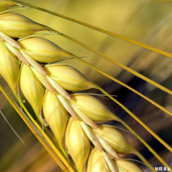 보리 효능