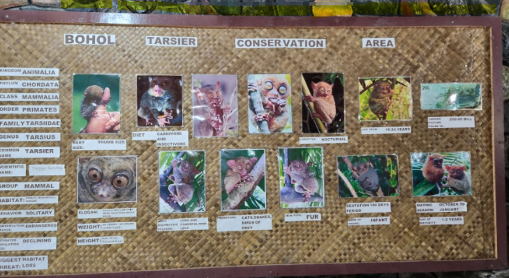 필리핀 보홀 자유여행 필수 투어 코스 : 액티비티 여행 코스