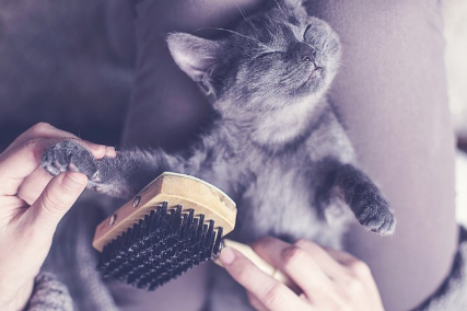 고양이 브러싱.