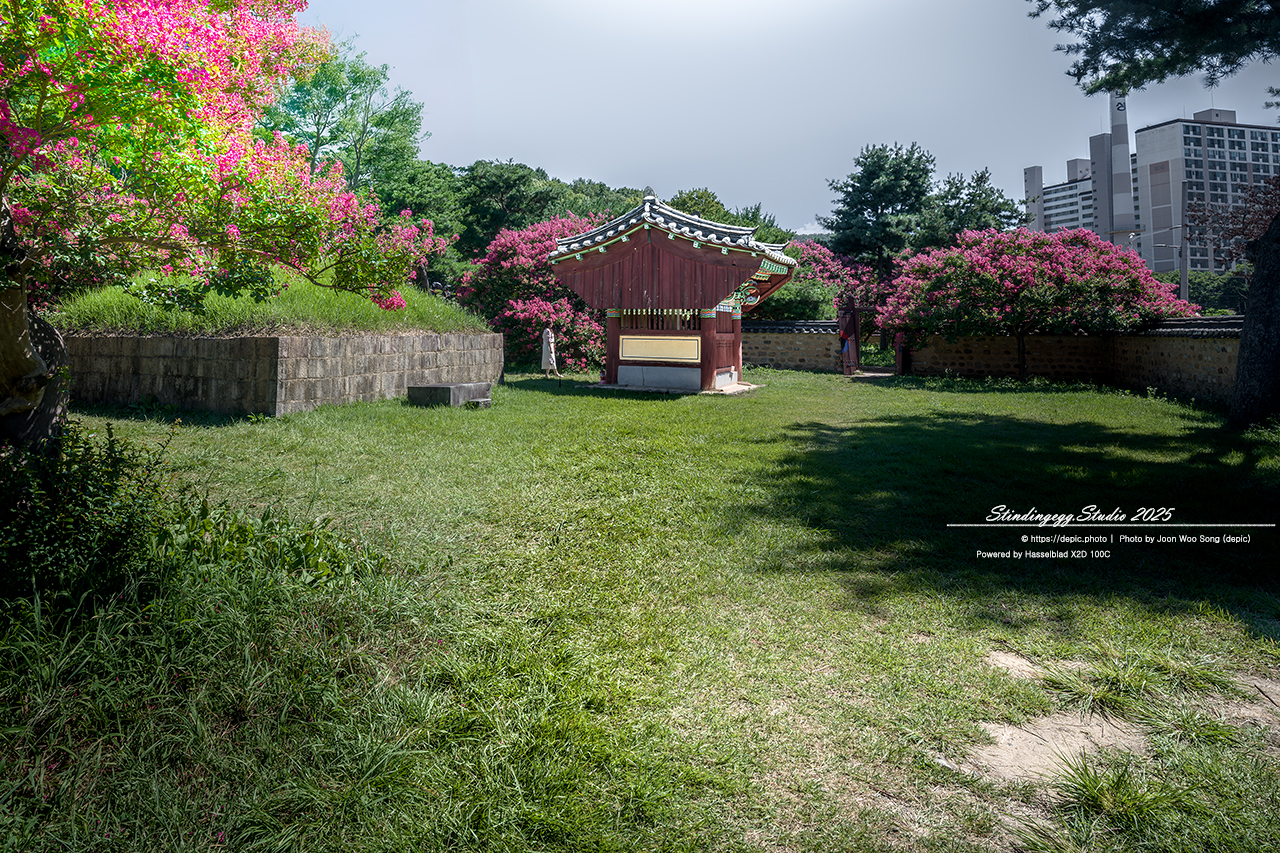 #대구 #신숭겸장군유적 #배롱 #꽃