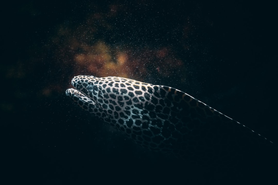 Eel