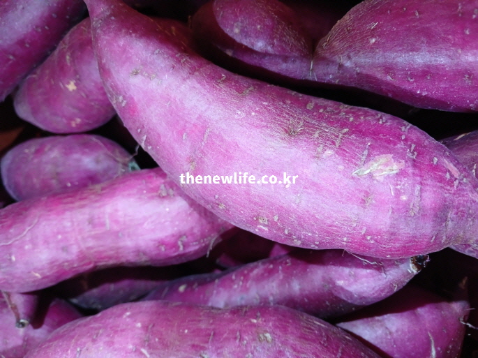 실제 촬영한 생고구마의 근접 사진