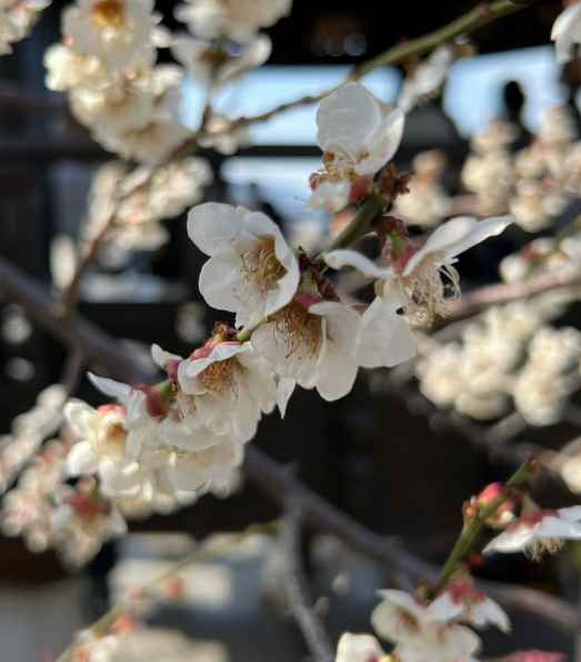 너무 아름다웠던 매화꽃