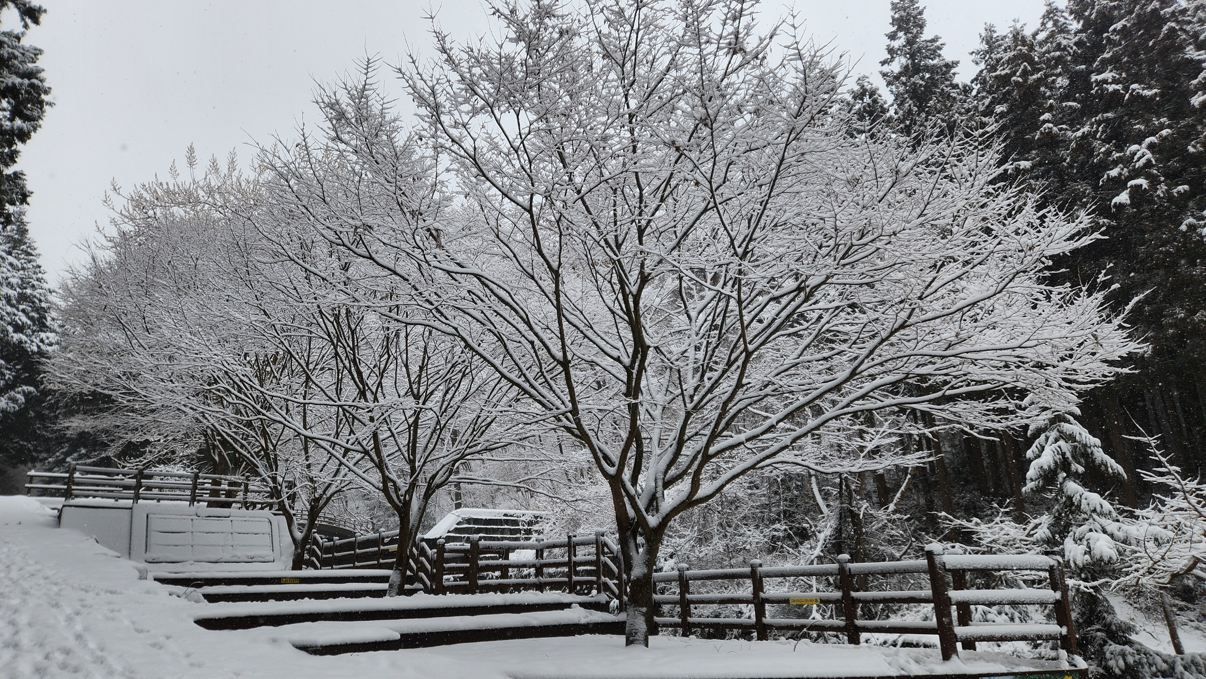 나뭇가지에 눈이 쌓여 살이 통통히 올랐다. 흡사 벚꽃나무 같다.