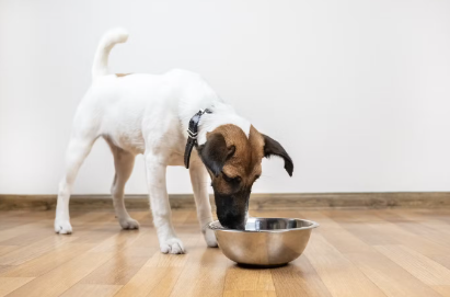 물마시는 강아지