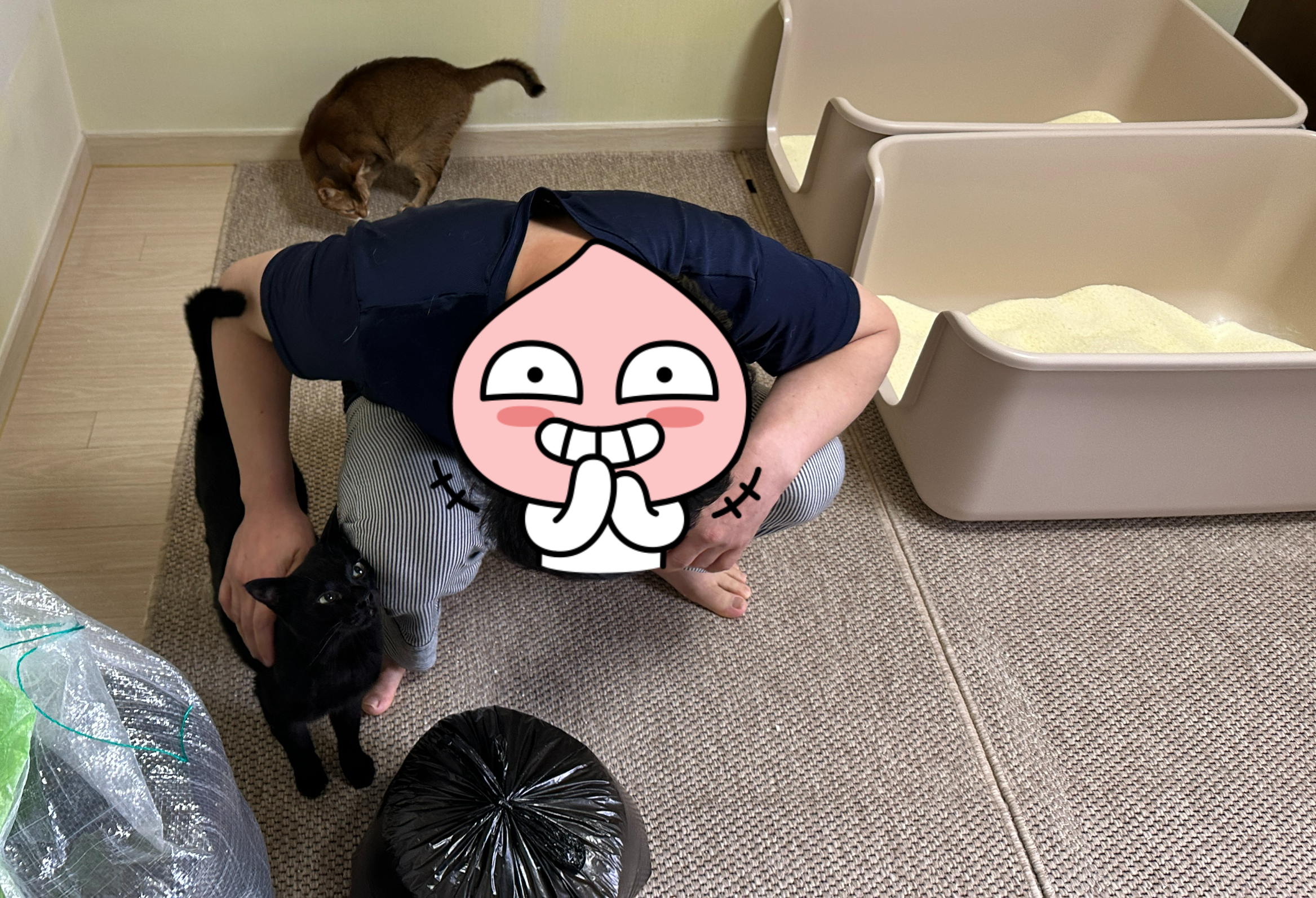 5월의 고양이들 화장실 모래 전체 갈이 (feat. 건이, 루디, 루나)