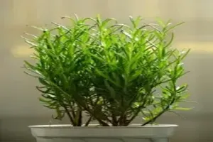 로즈마리