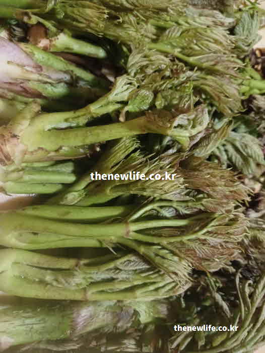 두릅 효능 소화 촉진 정유 성분