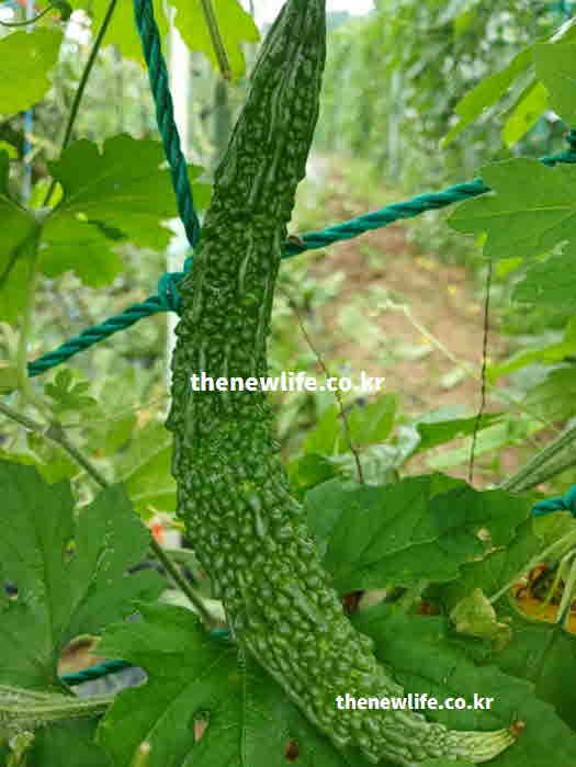 여주 효능 시력 보호