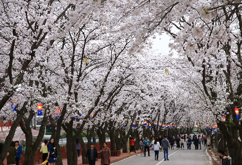 가평 벚꽃명소 에덴벚꽃길 벚꽃축제
