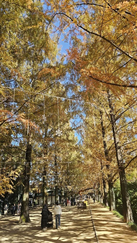 담양 관방제림 &amp; 메타세쿼이어랜드 단풍 절정 실시간 후기 : 이번주 전라남도 가볼만한곳 추천