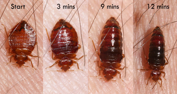 빈대인가요? 빈대 물린 자국, 약국 빈대 퇴치제 비오킬 써봐요