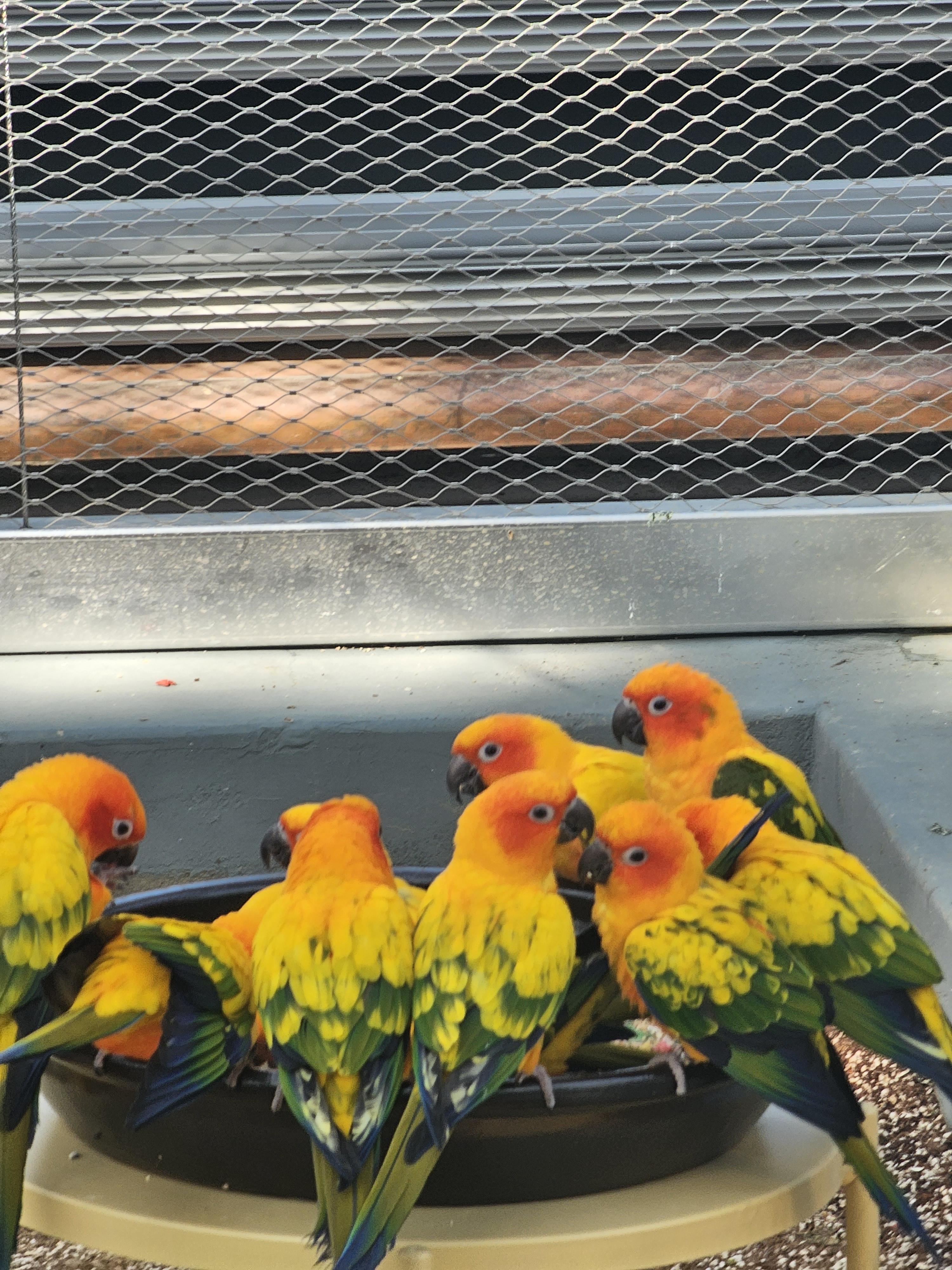 먹이먹는_코뉴어들