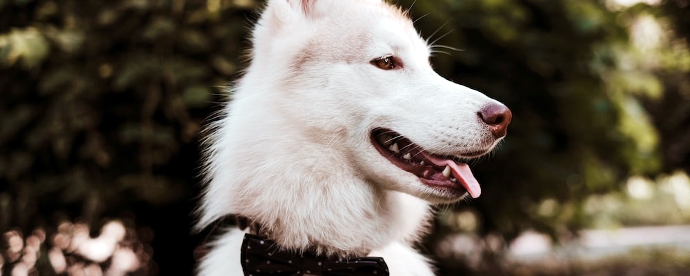 강아지 광견병 증상 2