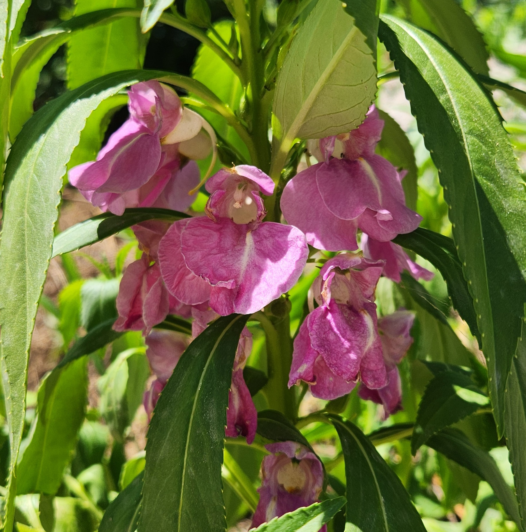 햇살 아래 피어난 분홍 봉선화 꽃
