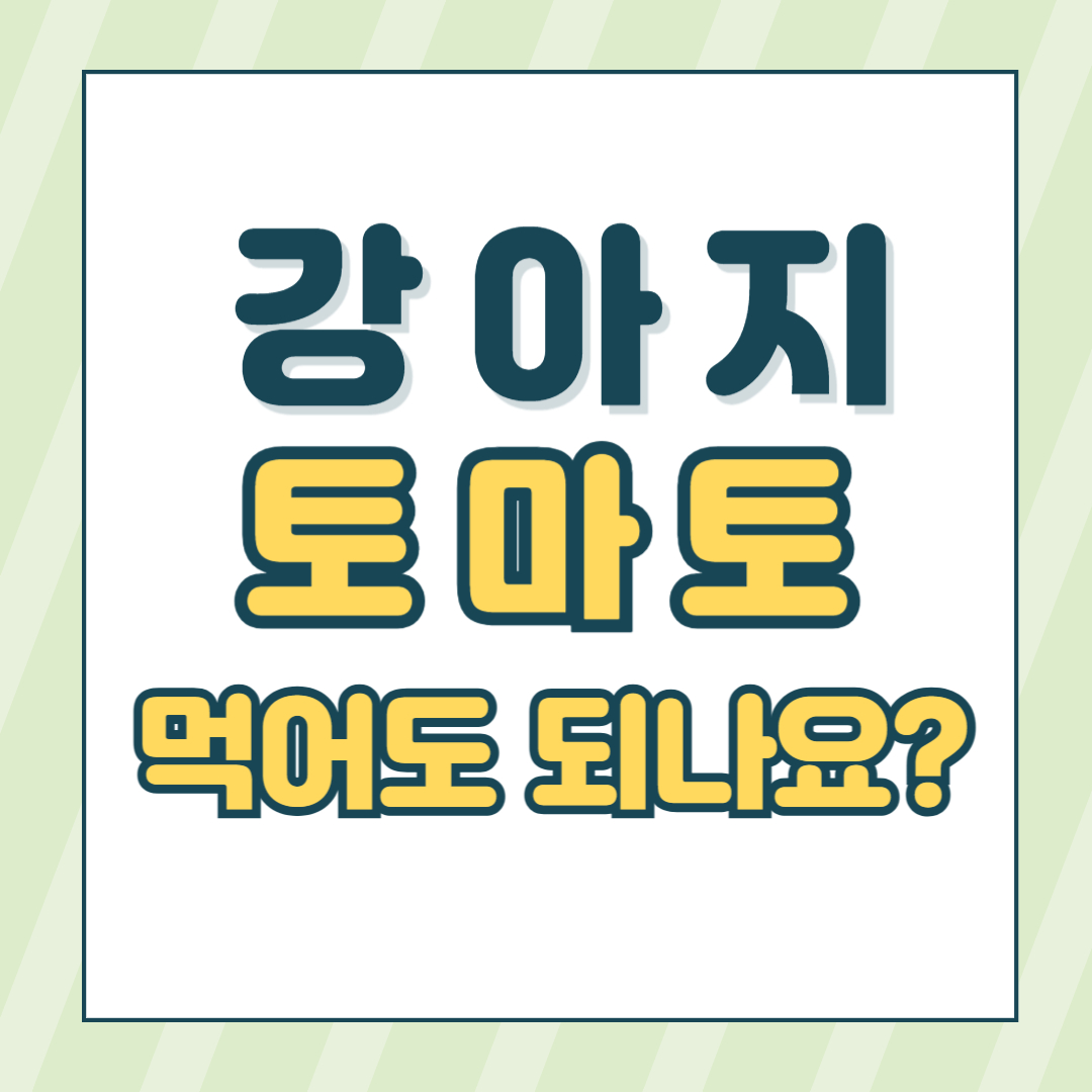 강아지토마토