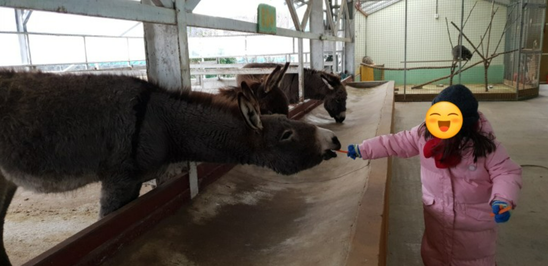개과천선의 여행정보_강원도 홍천 동키마을 방문 후기 및 정보 (가족 나들이, 아이들과 나들이, 홍천 가볼만한 곳)