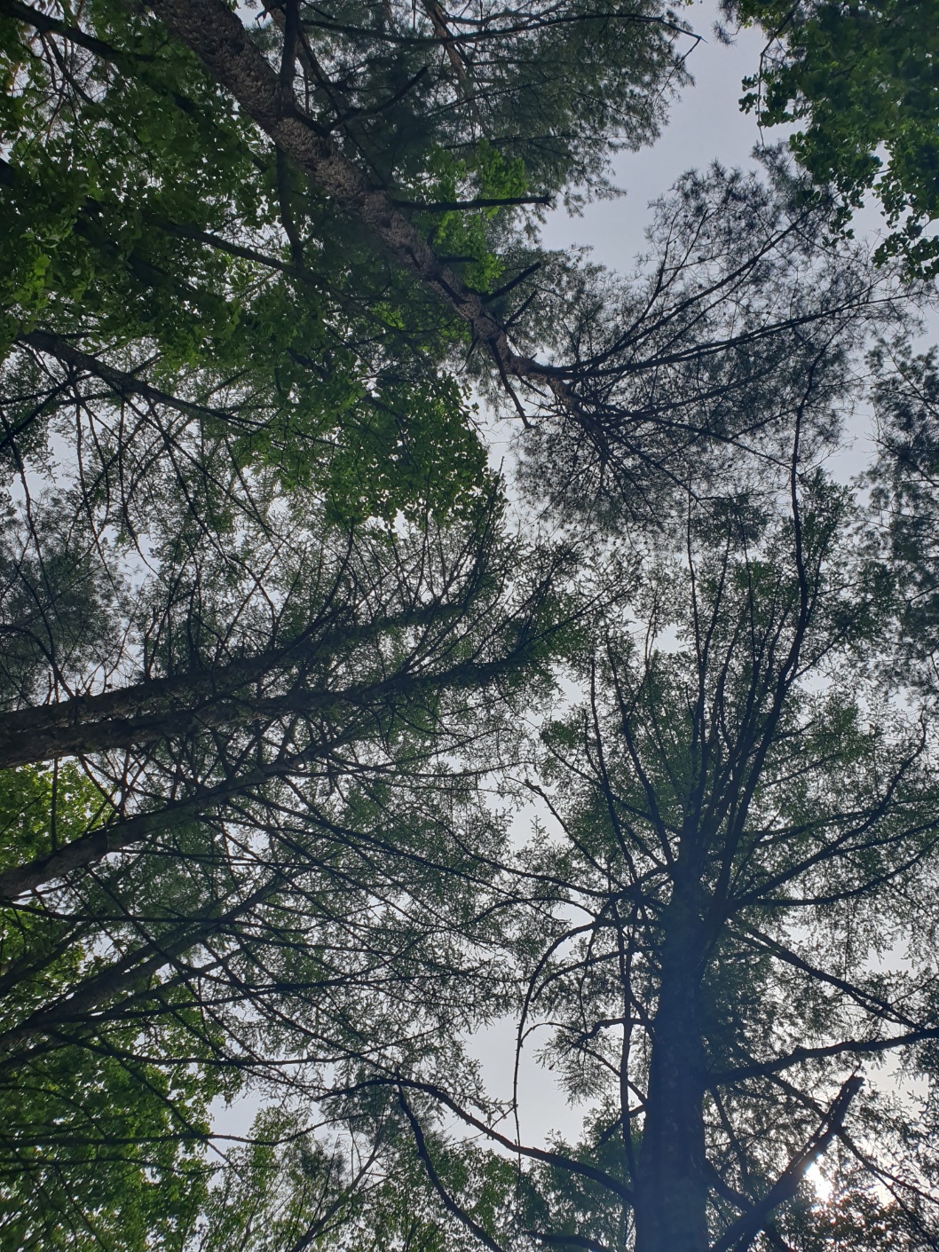 봉래산산림욕장