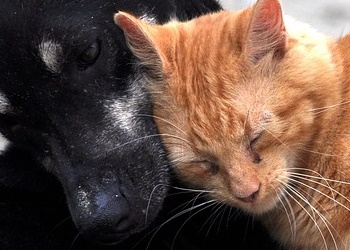 개 고양이 디노테퓨란 안전