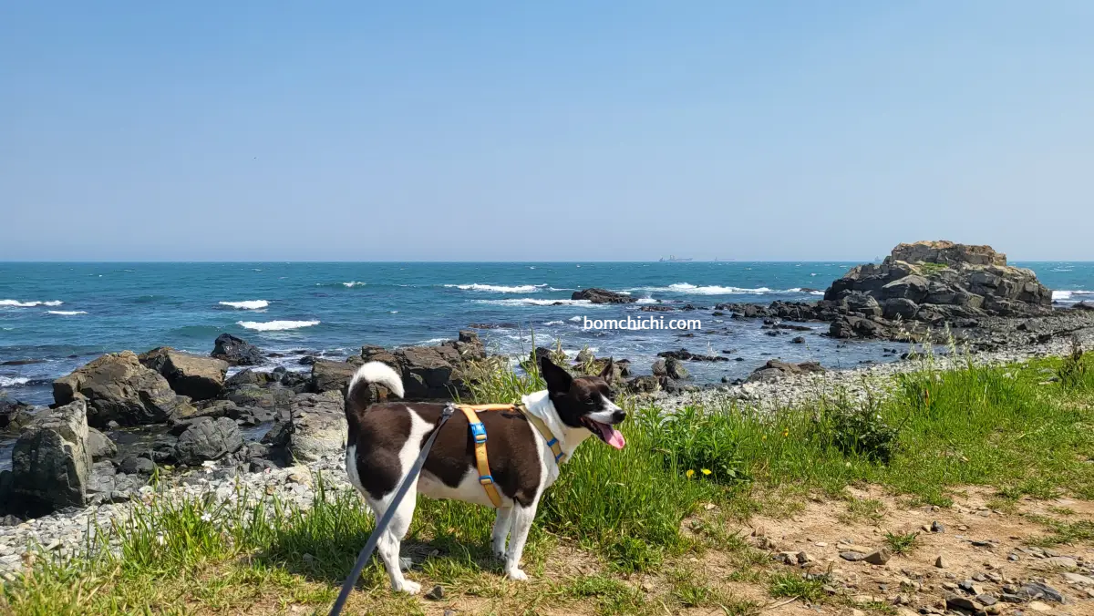 푸른 바다와 하늘을 배경으로 선 강아지 보미 사진