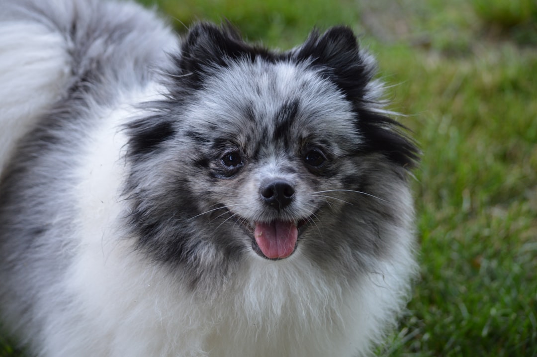 Pomeranian