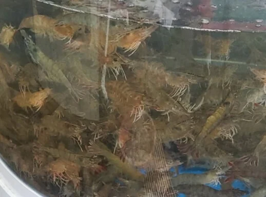 담남항대하축제_생새우