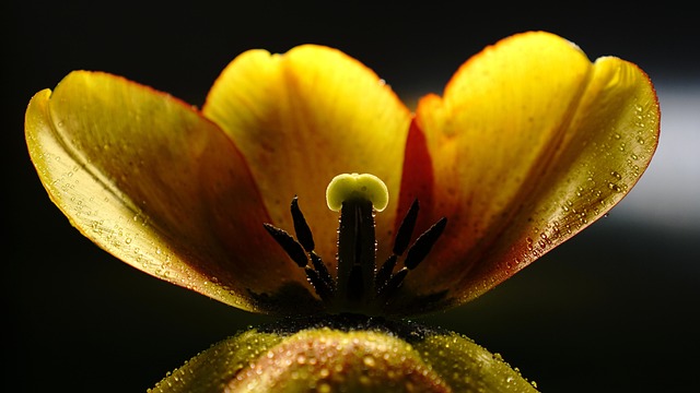 괴근식물 관리에서 손대지 않기가 효과적이었던 이유에 대한 기록