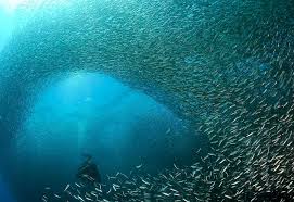 모알보알(Moalboal) – 정어리 떼 스노쿨링의 성지 (출처:트래블링/트립닷컴/투어비스)