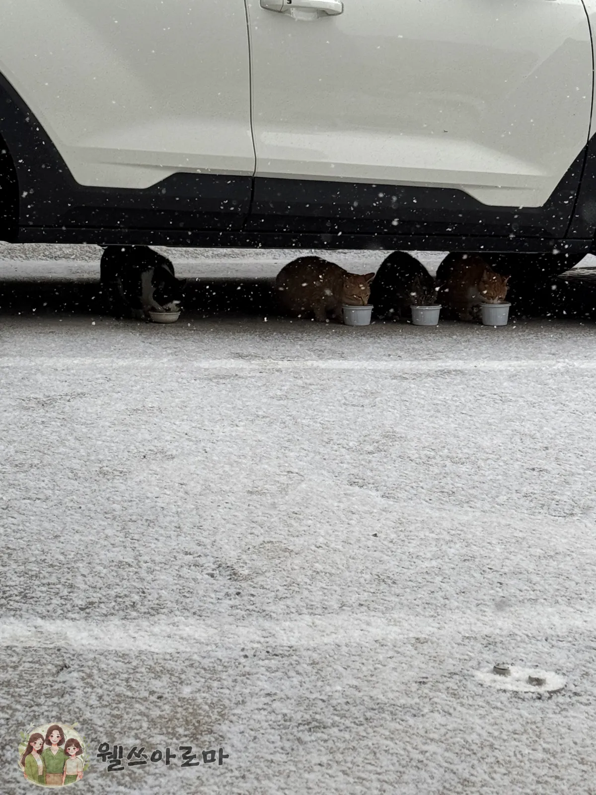 부산첫눈-20250207-유정사진-대동냥이들
