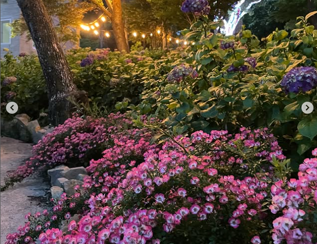 2025 월아산 숲속의진주 수국 4