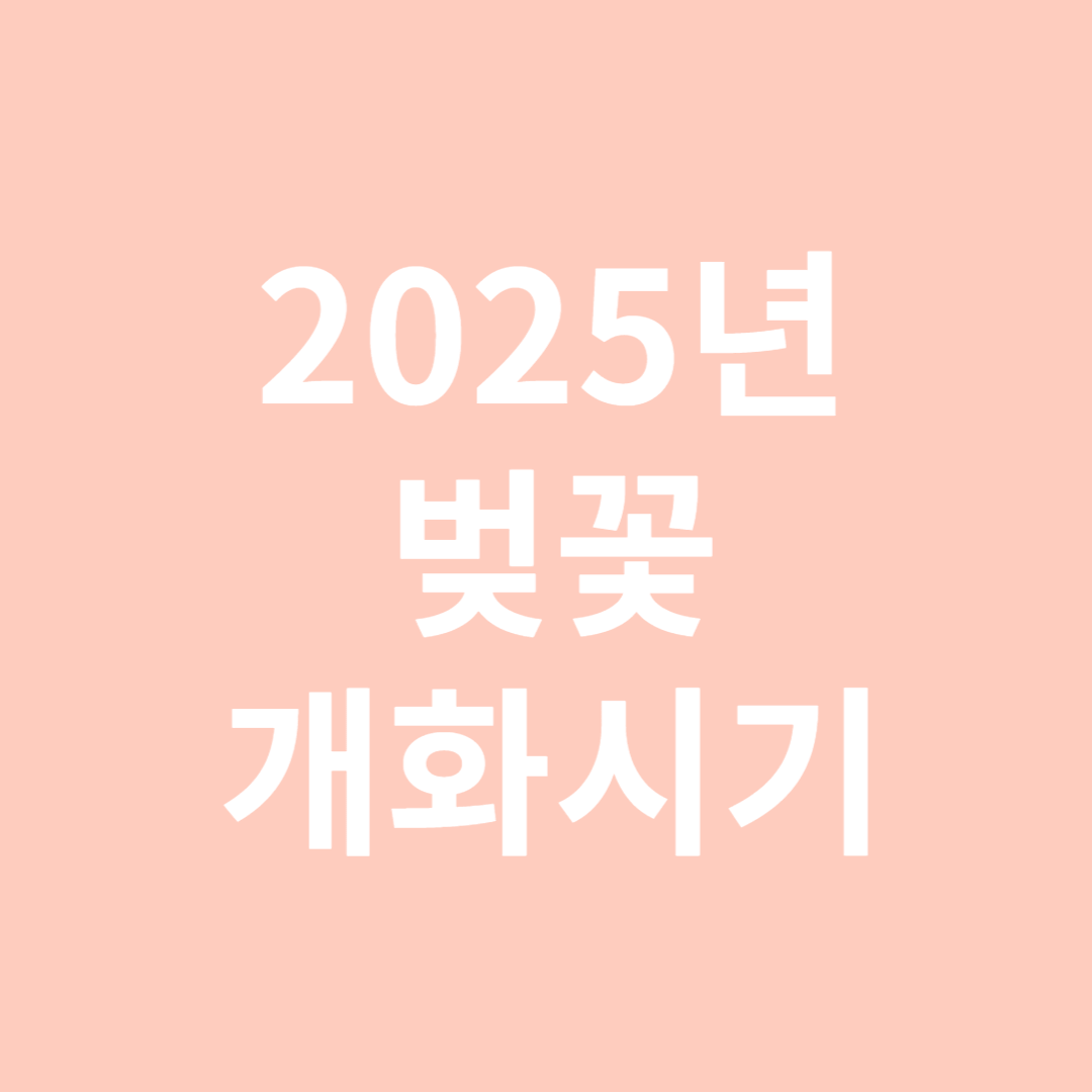 2025년 벚꽃 개화시기