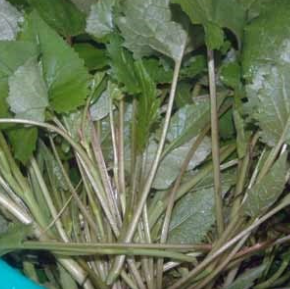 취나물 효능 부작용 칼로리 고르는법