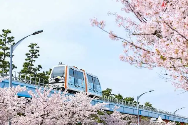 월미공원 벚꽃